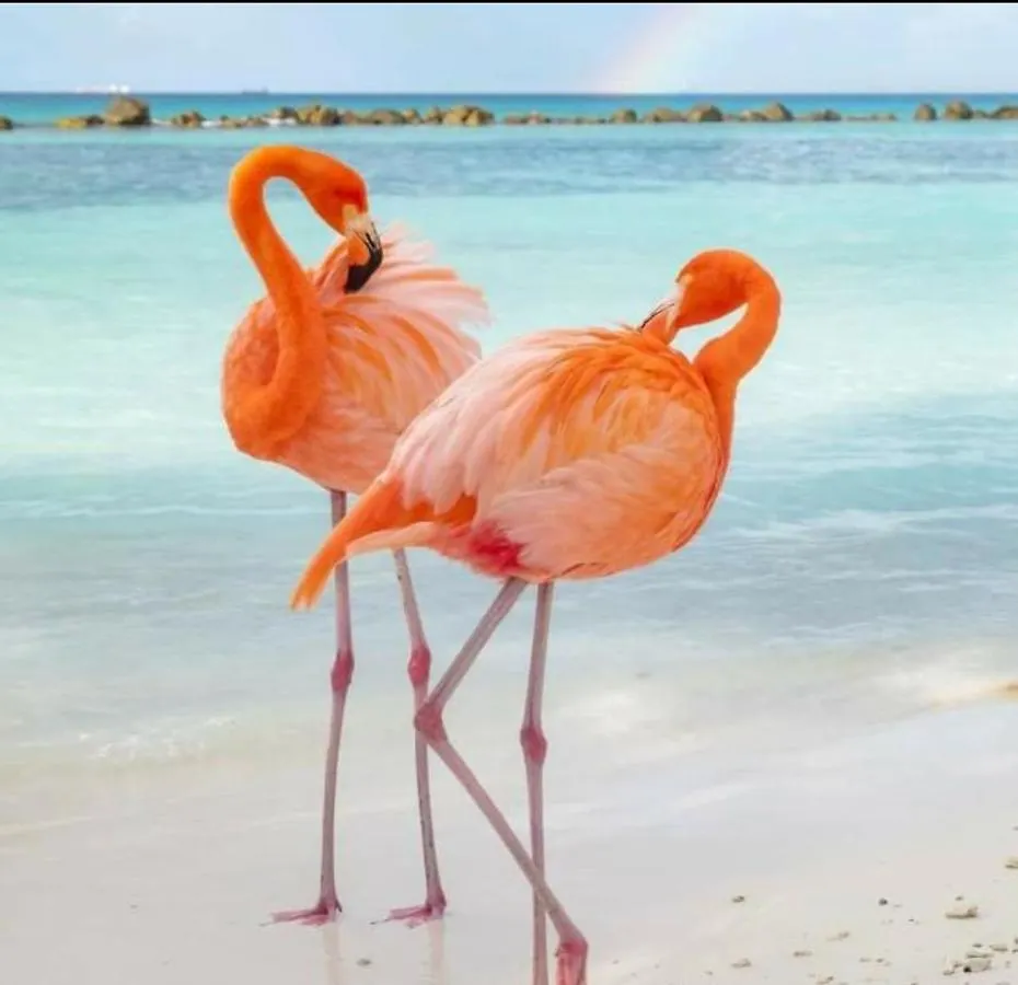 Hostel Harmony Boutique Apartments Oranjestad Aruba