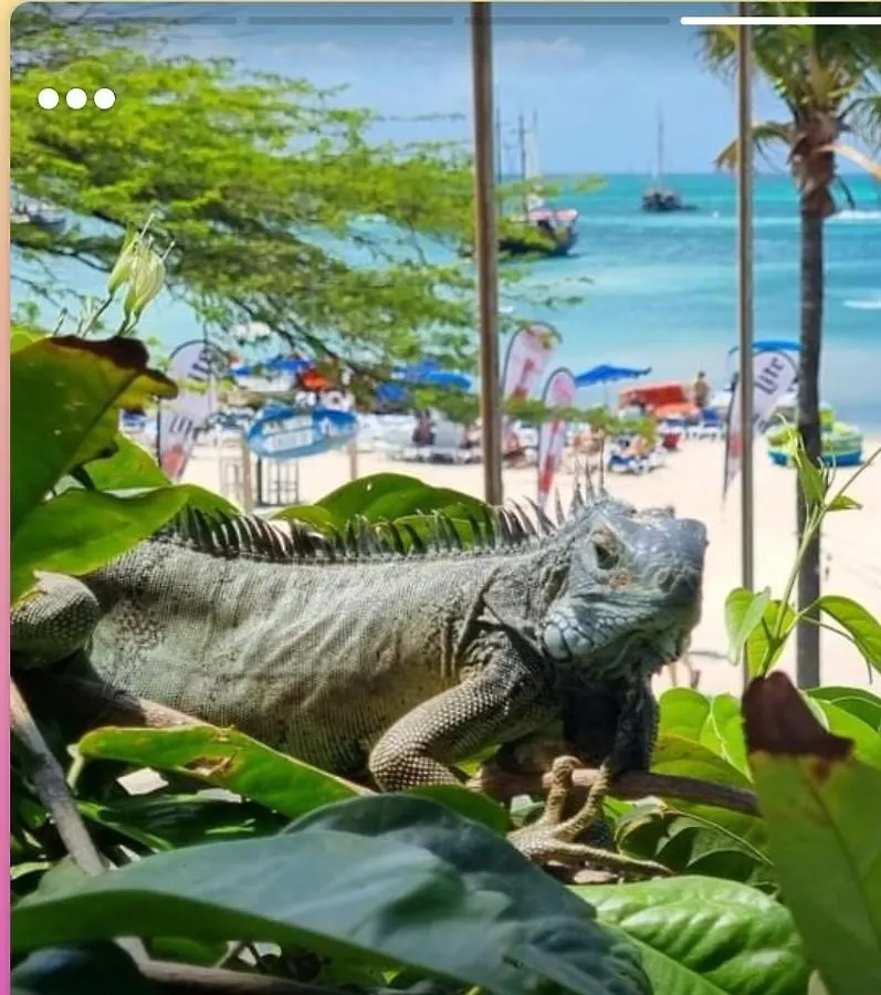 Hostal Harmony Boutique Apartments Oranjestad Aruba